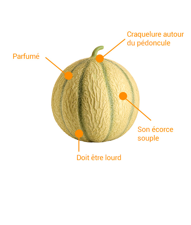 choisir son melon