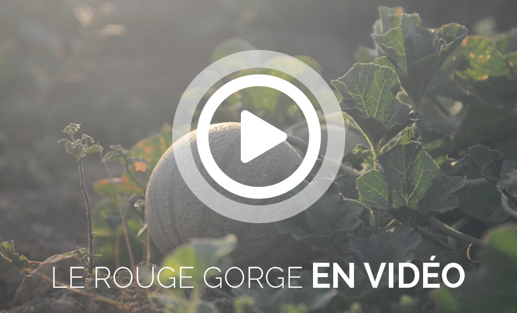 Les vidéos sur les melons Le Rouge Gorge